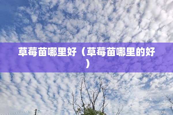 草莓苗哪里好（草莓苗哪里的好）