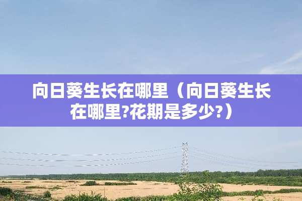 向日葵生长在哪里（向日葵生长在哪里?花期是多少?）