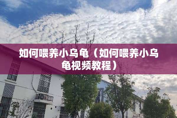 如何喂养小乌龟（如何喂养小乌龟视频教程）