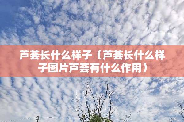 芦荟长什么样子（芦荟长什么样子图片芦荟有什么作用）