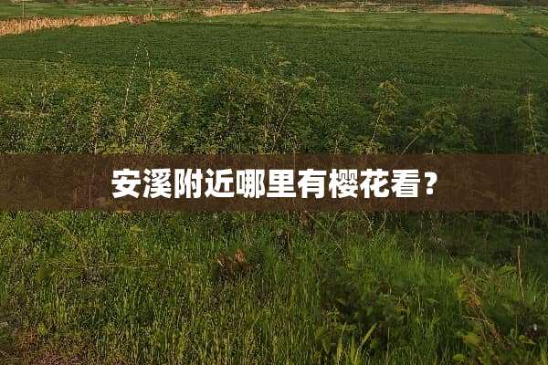 安溪附近哪里有樱花看？