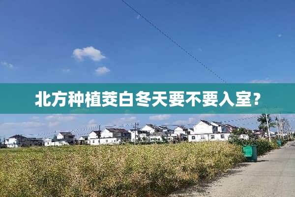 北方种植茭白冬天要不要入室？
