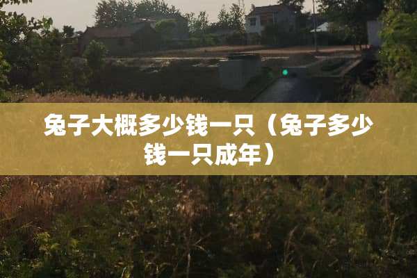 兔子大概多少钱一只（兔子多少钱一只成年）