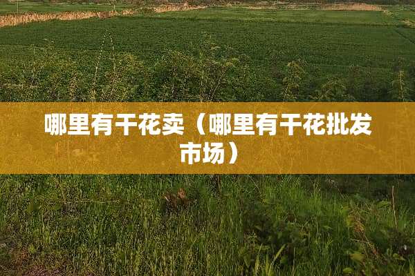 哪里有干花卖（哪里有干花批发市场）