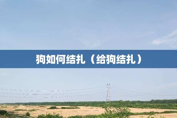 狗如何结扎（给狗结扎）