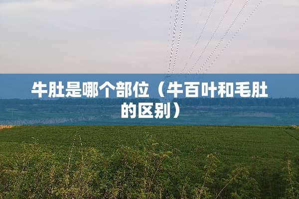 牛肚是哪个部位（牛百叶和毛肚的区别）