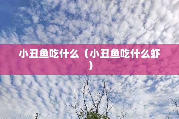 小丑鱼吃什么（小丑鱼吃什么虾）