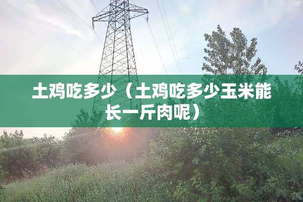 土鸡吃多少（土鸡吃多少玉米能长一斤肉呢）