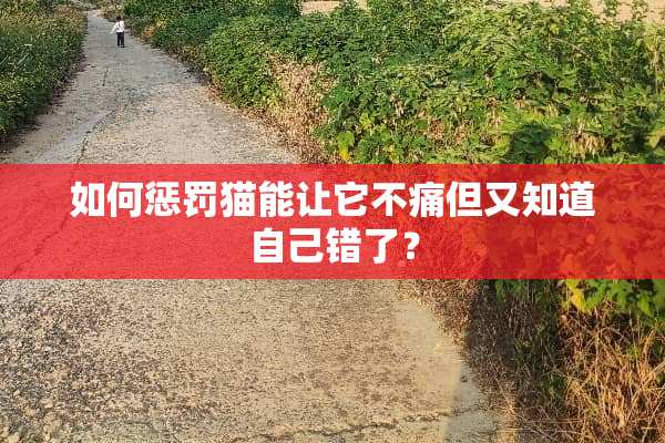 如何惩罚猫能让它不痛但又知道自己错了？
