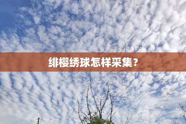绯樱绣球怎样采集？