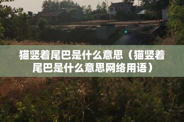 猫竖着尾巴是什么意思（猫竖着尾巴是什么意思网络用语）