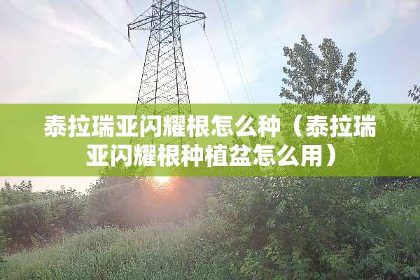 泰拉瑞亚闪耀根怎么种（泰拉瑞亚闪耀根种植盆怎么用）