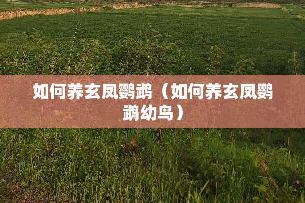 如何养玄凤鹦鹉（如何养玄凤鹦鹉幼鸟）