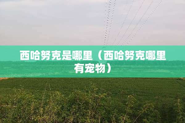 西哈努克是哪里（西哈努克哪里有宠物）