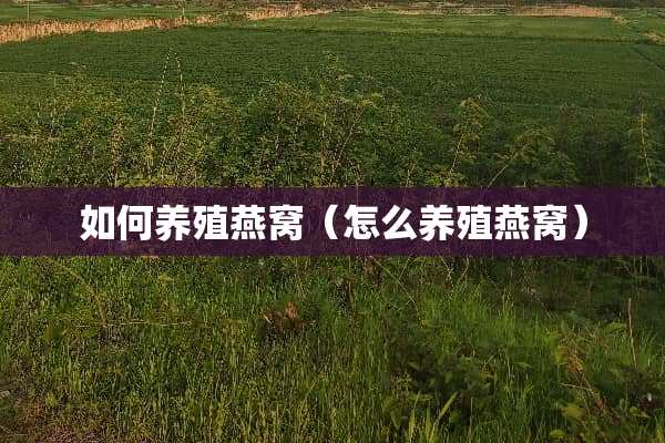 如何养殖燕窝（怎么养殖燕窝）