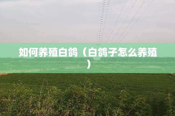 如何养殖白鸽（白鸽子怎么养殖）