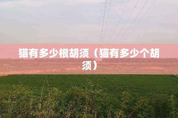 猫有多少根胡须（猫有多少个胡须）