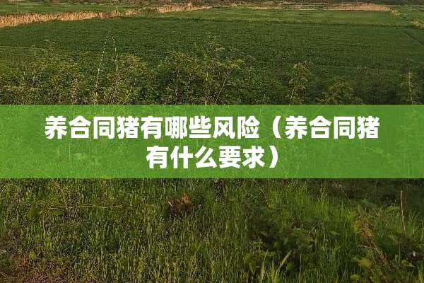 养合同猪有哪些风险（养合同猪有什么要求）