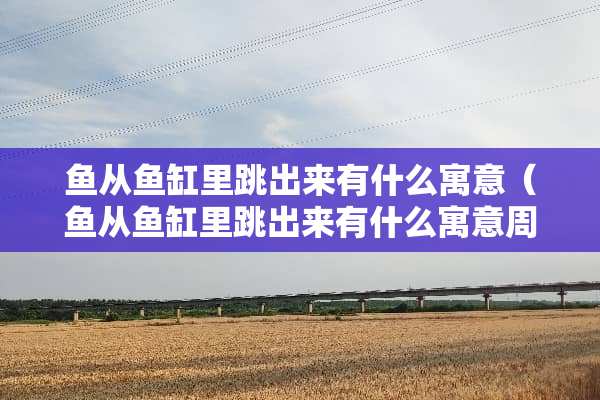 鱼从鱼缸里跳出来有什么寓意（鱼从鱼缸里跳出来有什么寓意周公解梦）