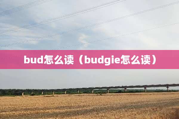bud怎么读（budgie怎么读）