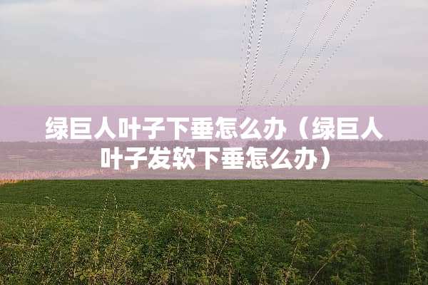 绿巨人叶子下垂怎么办（绿巨人叶子发软下垂怎么办）