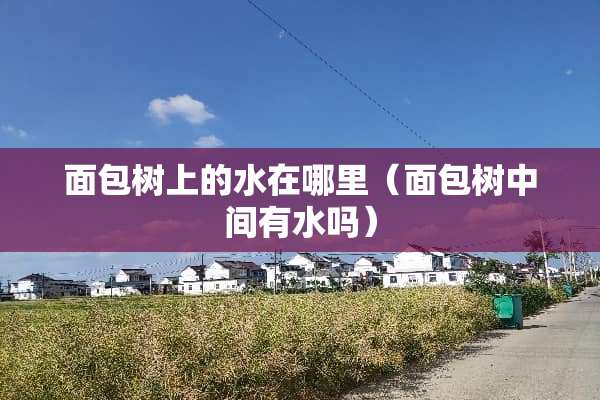 面包树上的水在哪里（面包树中间有水吗）