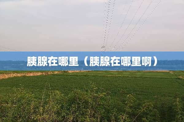 胰腺在哪里（胰腺在哪里啊）