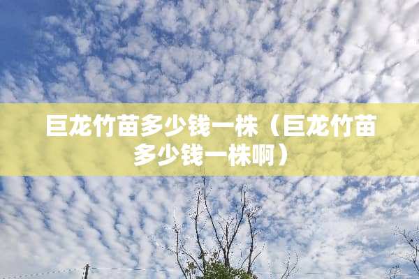 巨龙竹苗多少钱一株（巨龙竹苗多少钱一株啊）