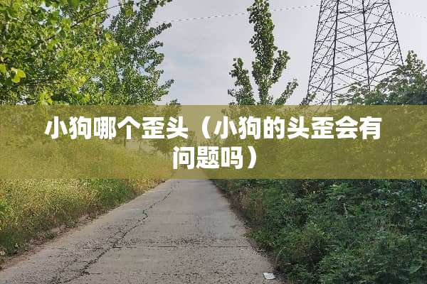 小狗哪个歪头（小狗的头歪会有问题吗）