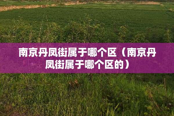 南京丹凤街属于哪个区（南京丹凤街属于哪个区的）