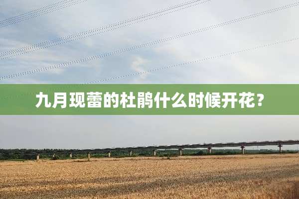九月现蕾的杜鹃什么时候开花？
