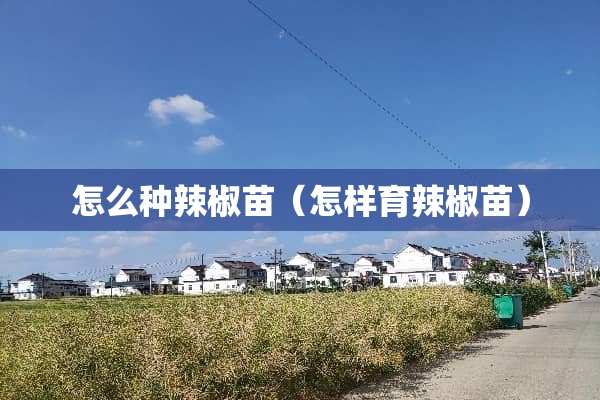 怎么种辣椒苗（怎样育辣椒苗）