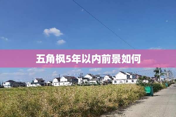 五角枫5年以内前景如何