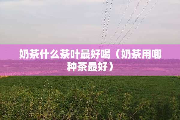 奶茶什么茶叶最好喝（奶茶用哪种茶最好）