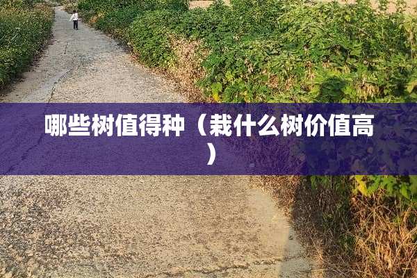 哪些树值得种（栽什么树价值高）