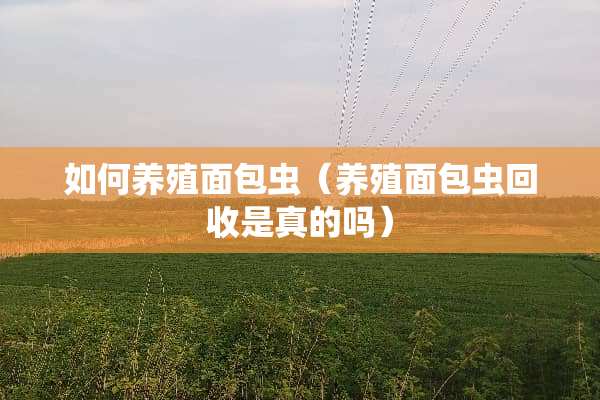 如何养殖面包虫（养殖面包虫回收是真的吗）