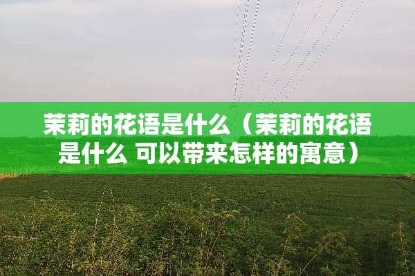 茉莉的花语是什么（茉莉的花语是什么 可以带来怎样的寓意）
