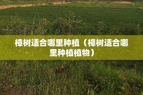 樟树适合哪里种植（樟树适合哪里种植植物）