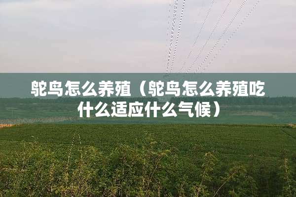 鸵鸟怎么养殖（鸵鸟怎么养殖吃什么适应什么气候）
