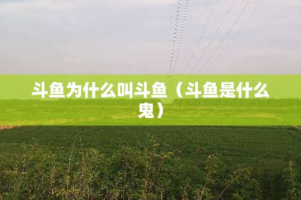 斗鱼为什么叫斗鱼（斗鱼是什么鬼）
