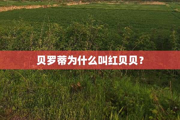 贝罗蒂为什么叫红贝贝？