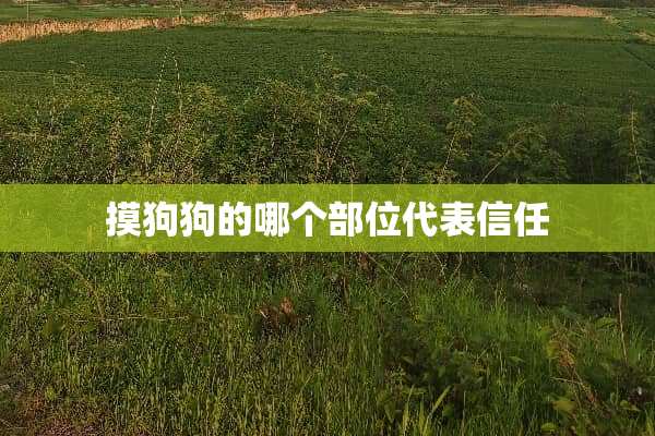 摸狗狗的哪个部位代表信任