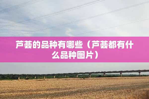 芦荟的品种有哪些（芦荟都有什么品种图片）