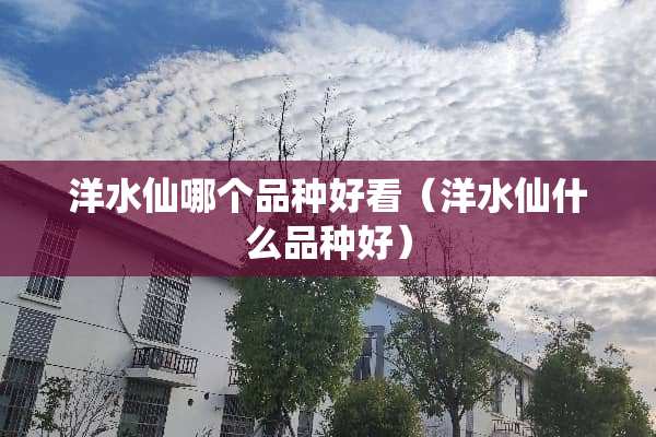 洋水仙哪个品种好看（洋水仙什么品种好）