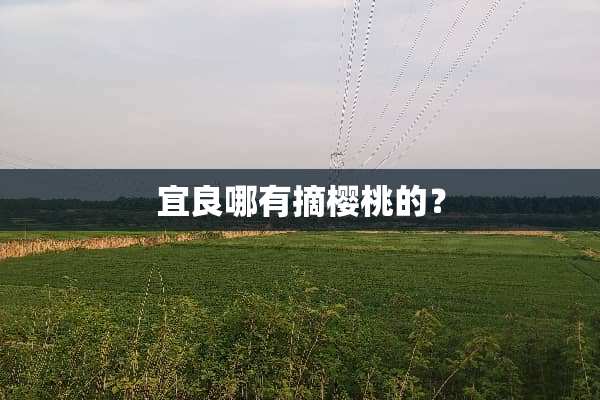 宜良哪有摘樱桃的？