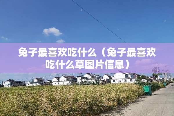 兔子最喜欢吃什么（兔子最喜欢吃什么草图片信息）