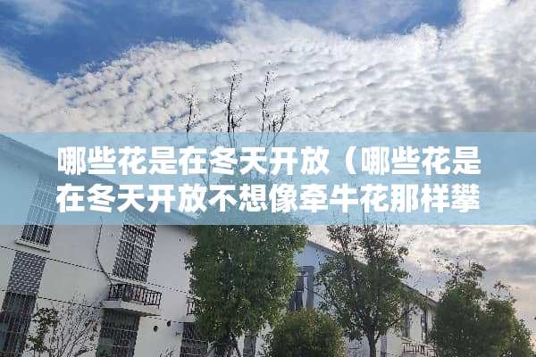 哪些花是在冬天开放（哪些花是在冬天开放不想像牵牛花那样攀爬）