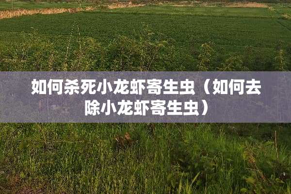 如何**小龙虾寄生虫（如何去除小龙虾寄生虫）