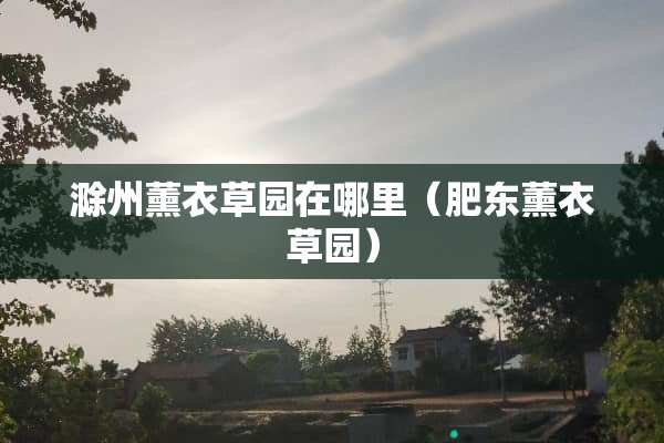 滁州薰衣草园在哪里（肥东薰衣草园）