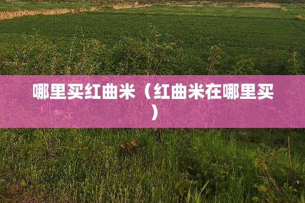 哪里买红曲米（红曲米在哪里买）